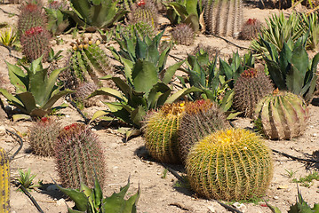 Image showing Cactus farm