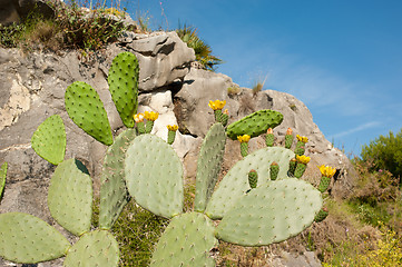 Image showing Flowering cactus