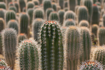 Image showing Cactus farm