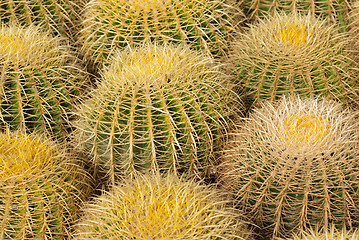 Image showing Barrel cactus