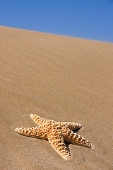 Image showing Starfish