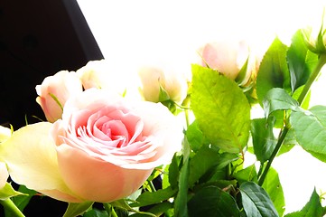 Image showing bright pink roses