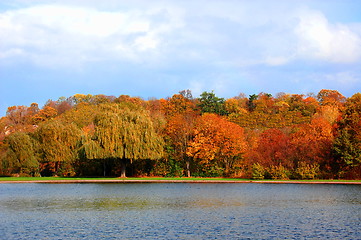 Image showing autumnal forest un der blue sky