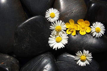 Image showing daisy flowers on black stones