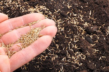 Image showing hand sowing seed