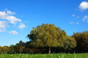 Image showing forest and garden under blue sky at fall