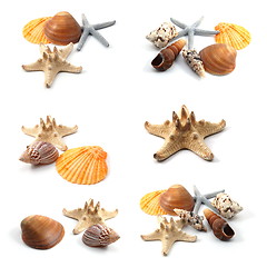 Image showing seashells