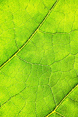 Image showing green leaf background