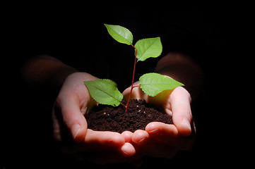 Image showing hands soil and plant showing growth