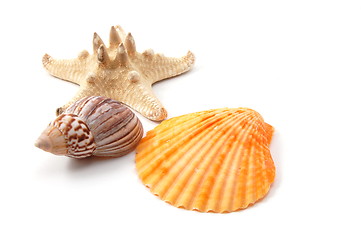 Image showing Shell