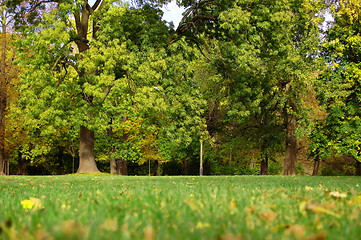 Image showing fall in the park with green trees under blue sky