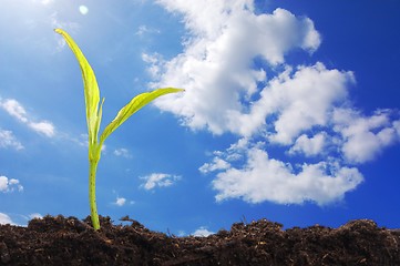 Image showing young plant and blue sky