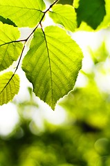 Image showing leaves