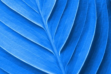 Image showing abstract colored leaf texture