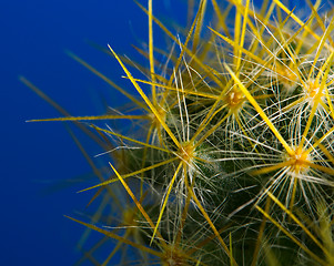 Image showing Cactus Macro