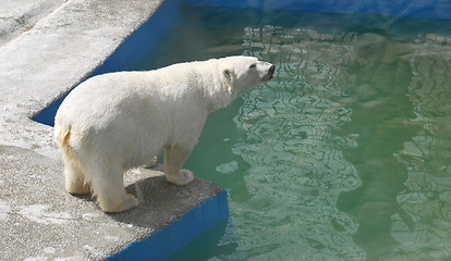 Image showing bear