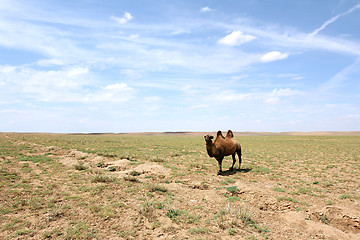 Image showing Camel in the Gobi desert