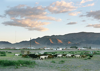 Image showing Herd of goats