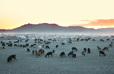 Image showing Herd of goats