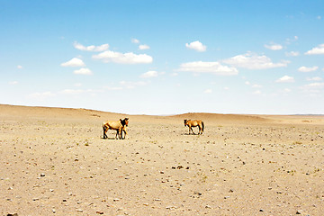 Image showing Horses in the desert