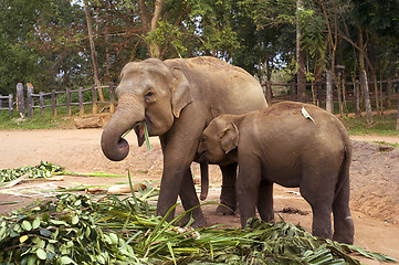 Image showing Elephant family 