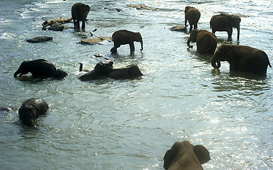 Image showing Elephants bathing