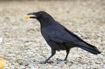 Image showing Black bird