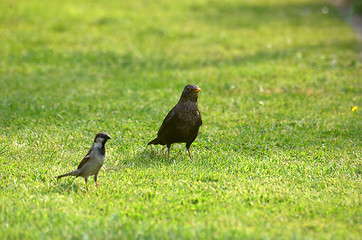 Image showing Sparrow and thrush