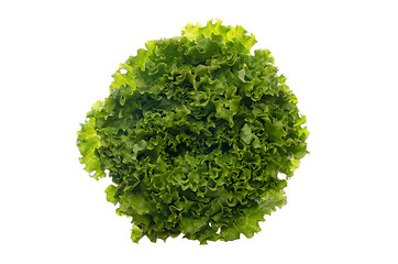 Image showing Lettuce