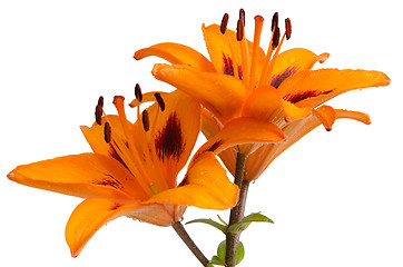 Image showing Orange lilies