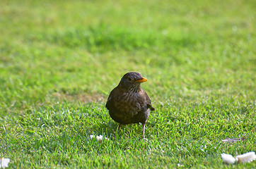 Image showing Thrush