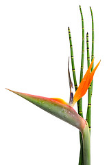 Image showing Strelitzia Reginae and reed