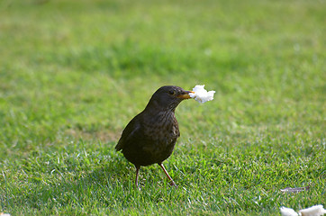 Image showing Thrush