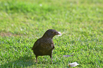 Image showing Thrush