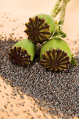 Image showing Poppy seeds and poppy heads 