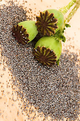 Image showing Poppy seeds and poppy heads 