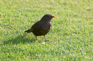 Image showing Thrush