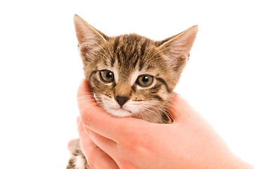 Image showing Adorable young cat in woman's hand