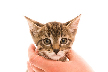 Image showing Adorable young cat in woman's hand