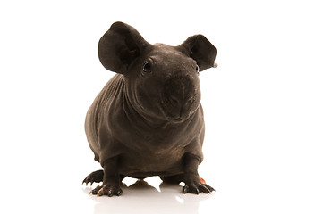 Image showing skinny guinea pig
