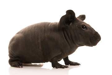 Image showing skinny guinea pig