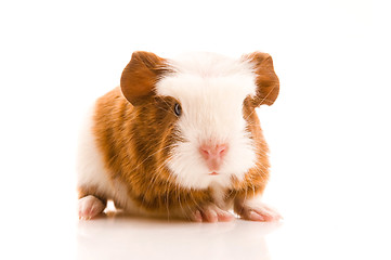 Image showing baby guinea pig