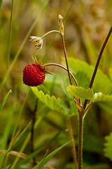 Image showing Wild strawberry