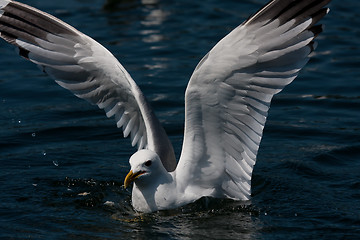 Image showing Gull on water
