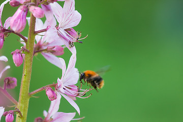 Image showing Bumble bee in flight