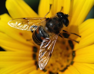 Image showing fly in a yellow flower