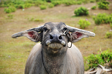 Image showing Portrait of a buffalo