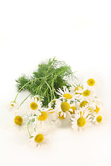 Image showing Chamomile