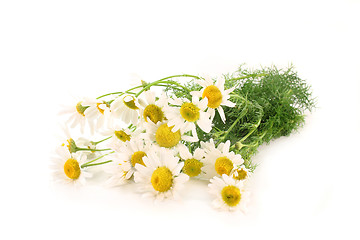 Image showing Chamomile