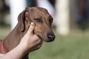 Image showing Portrait of a Greyhound.